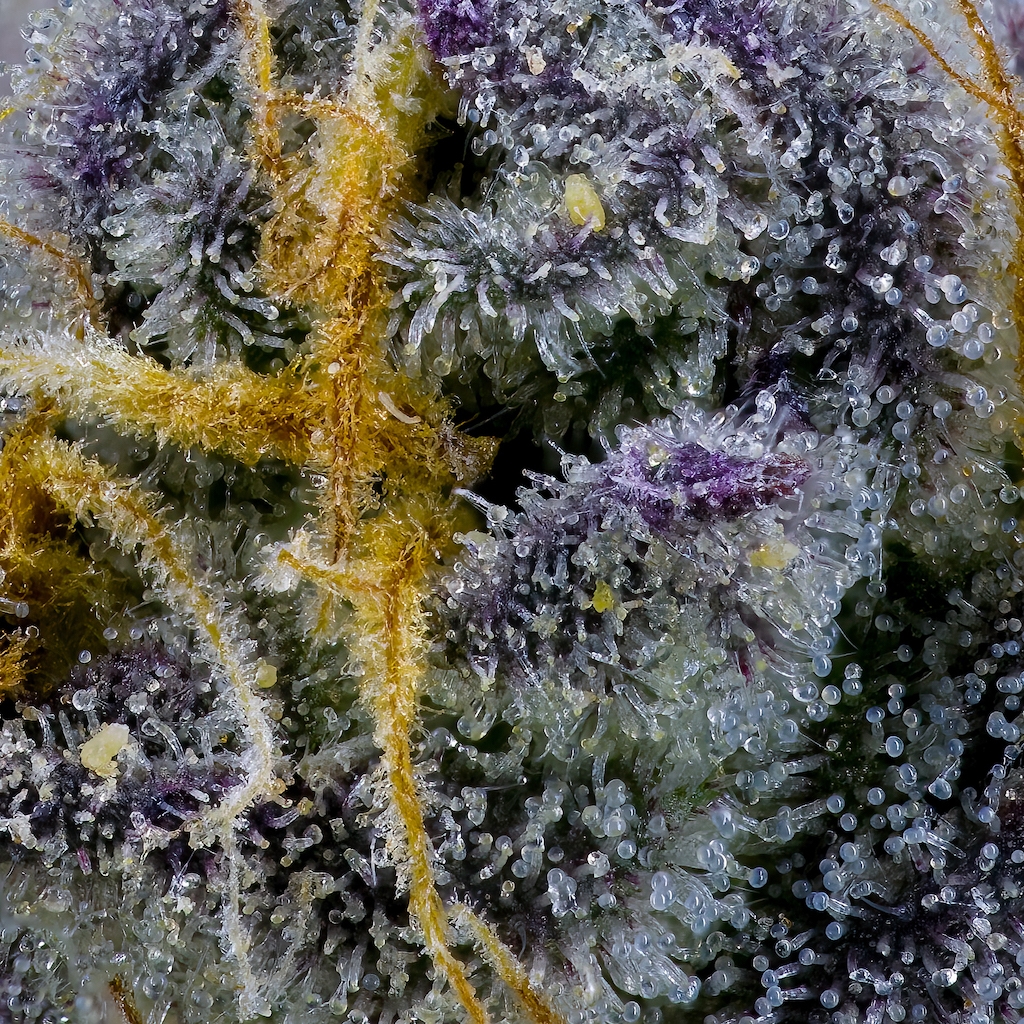 Grape Ambrosia