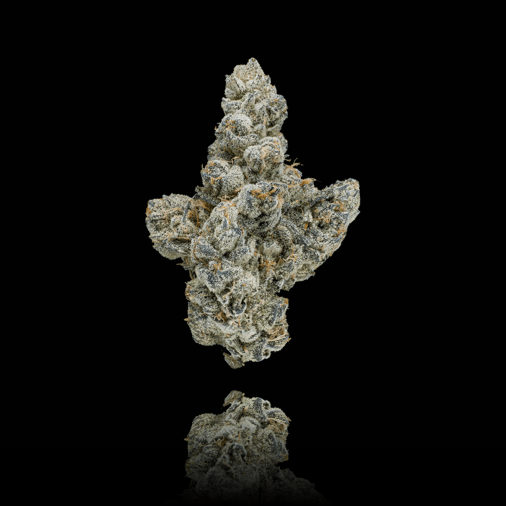 Ambrosia