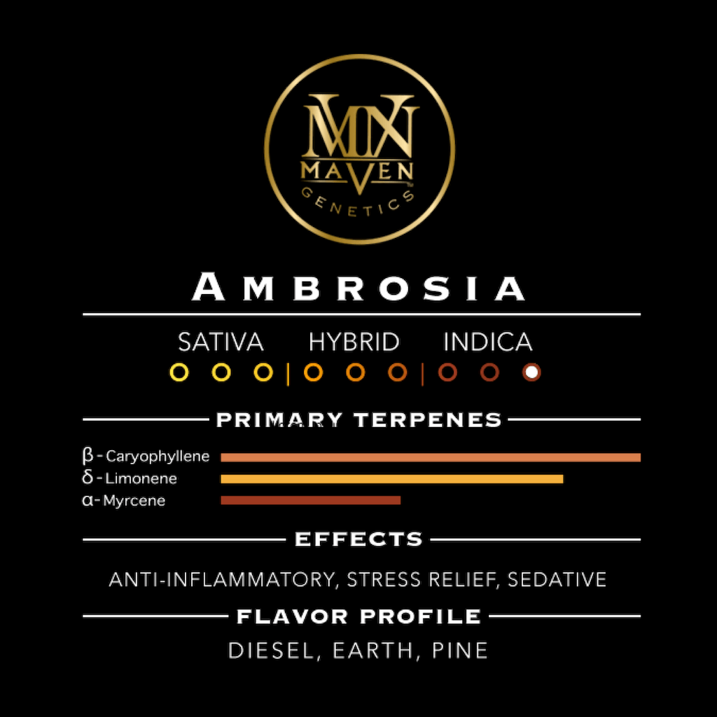 Ambrosia