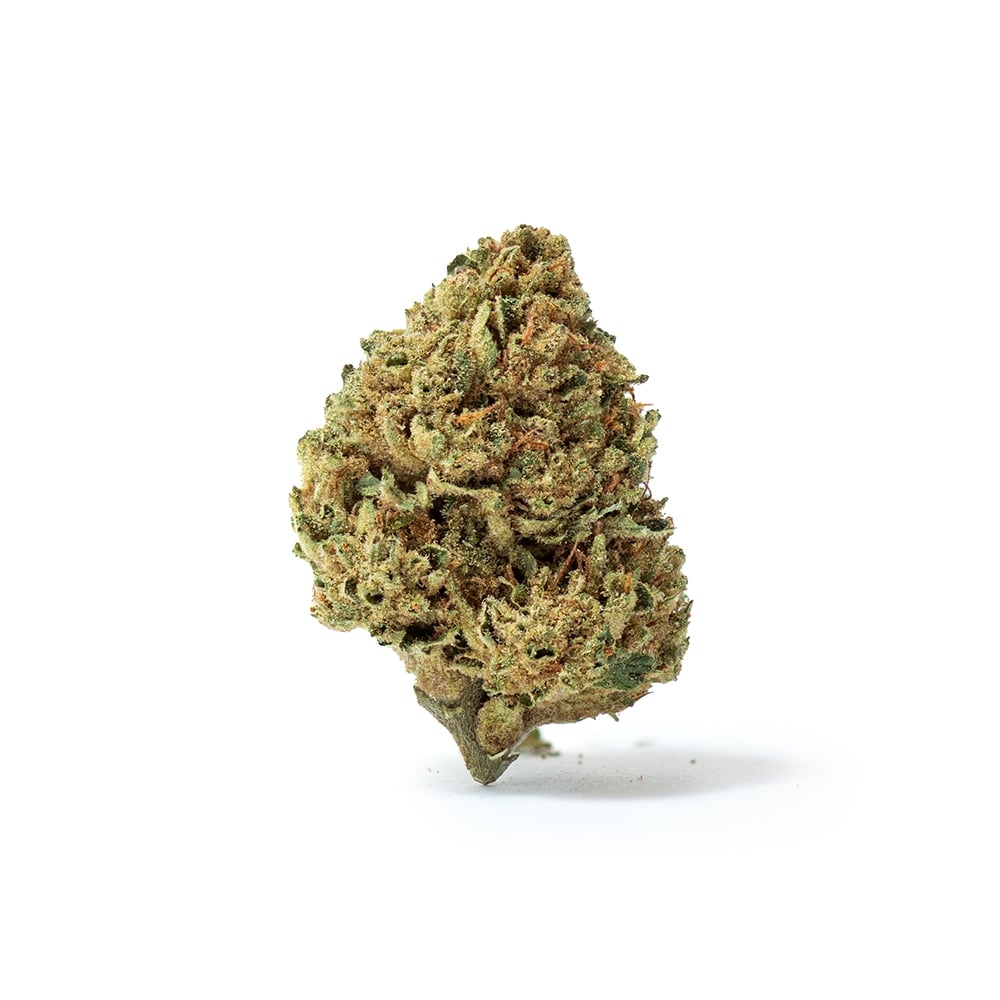 Gelato 41