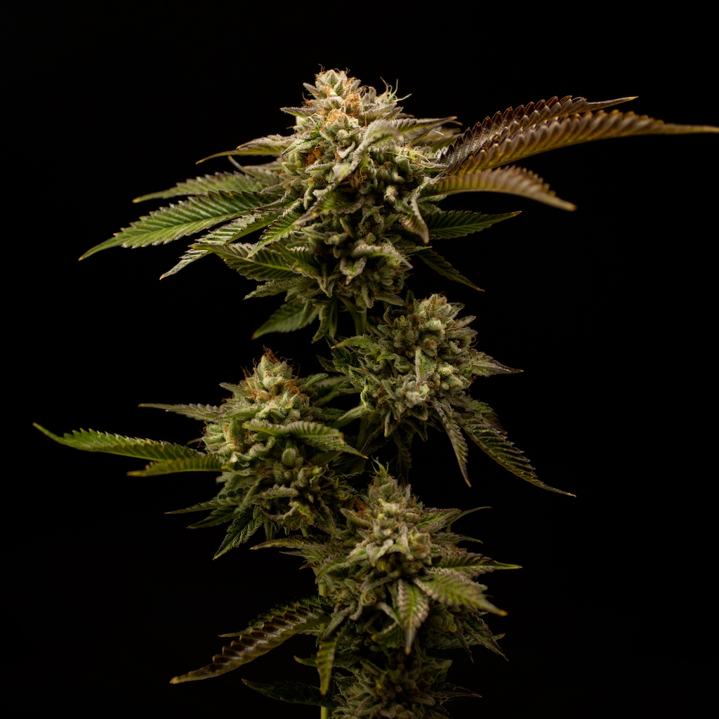 Blueberry Zkittles