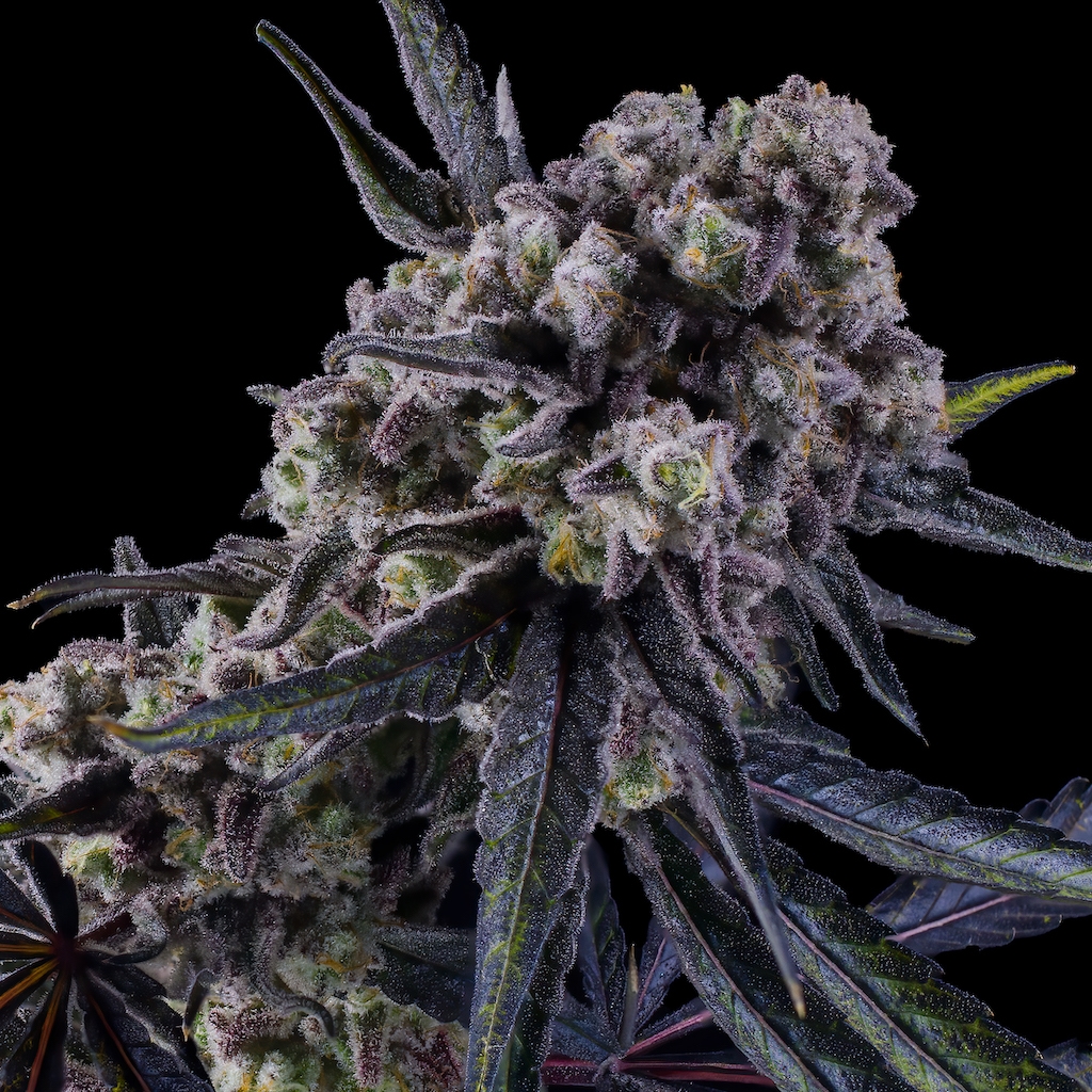 Blueberry Mac