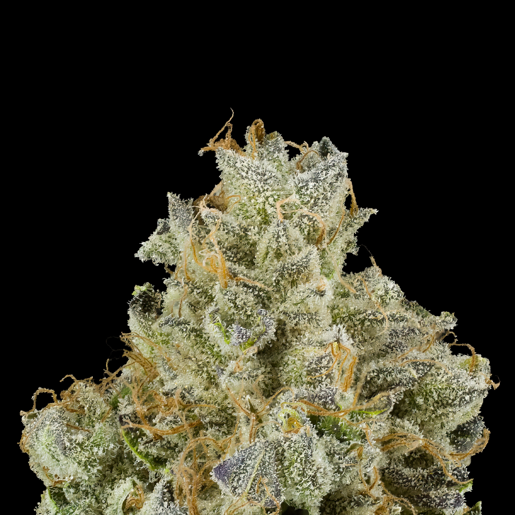 Blueberry Zkittles
