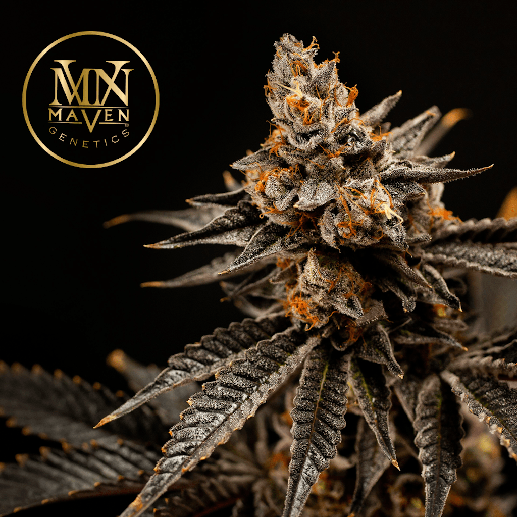 Blue Gas
