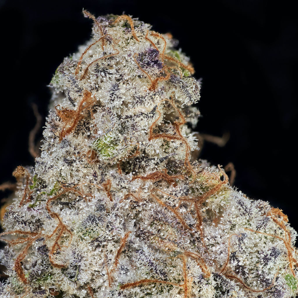 Blueberry Mac