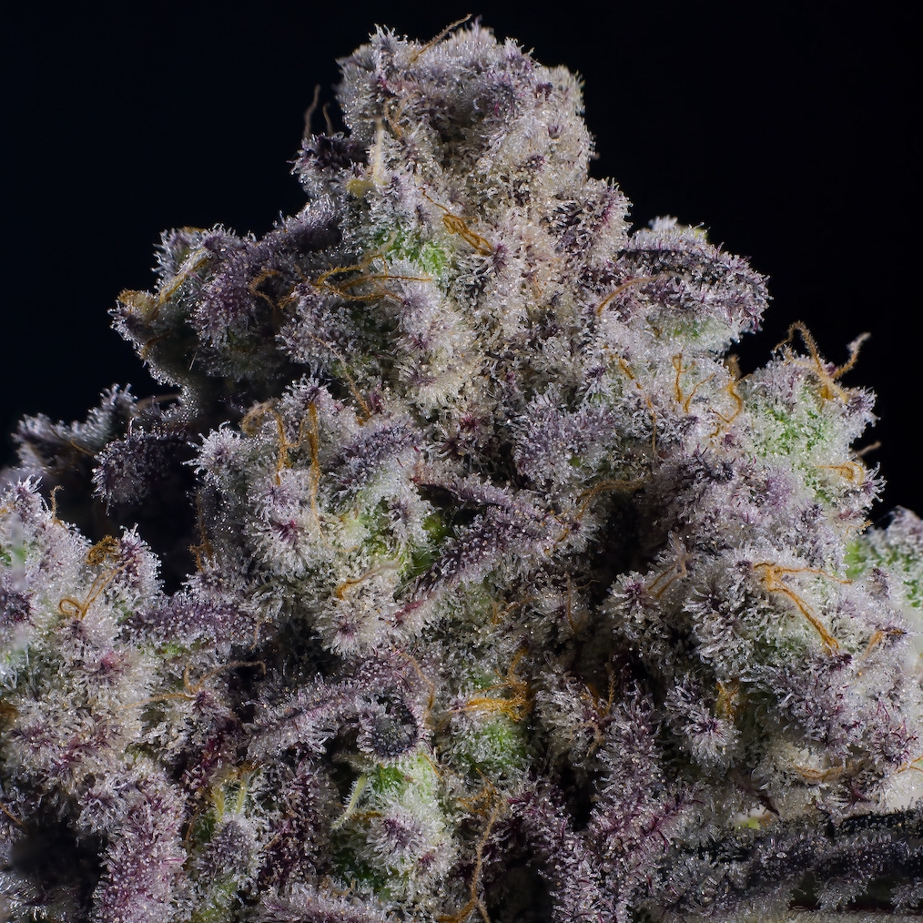 Blueberry Mac