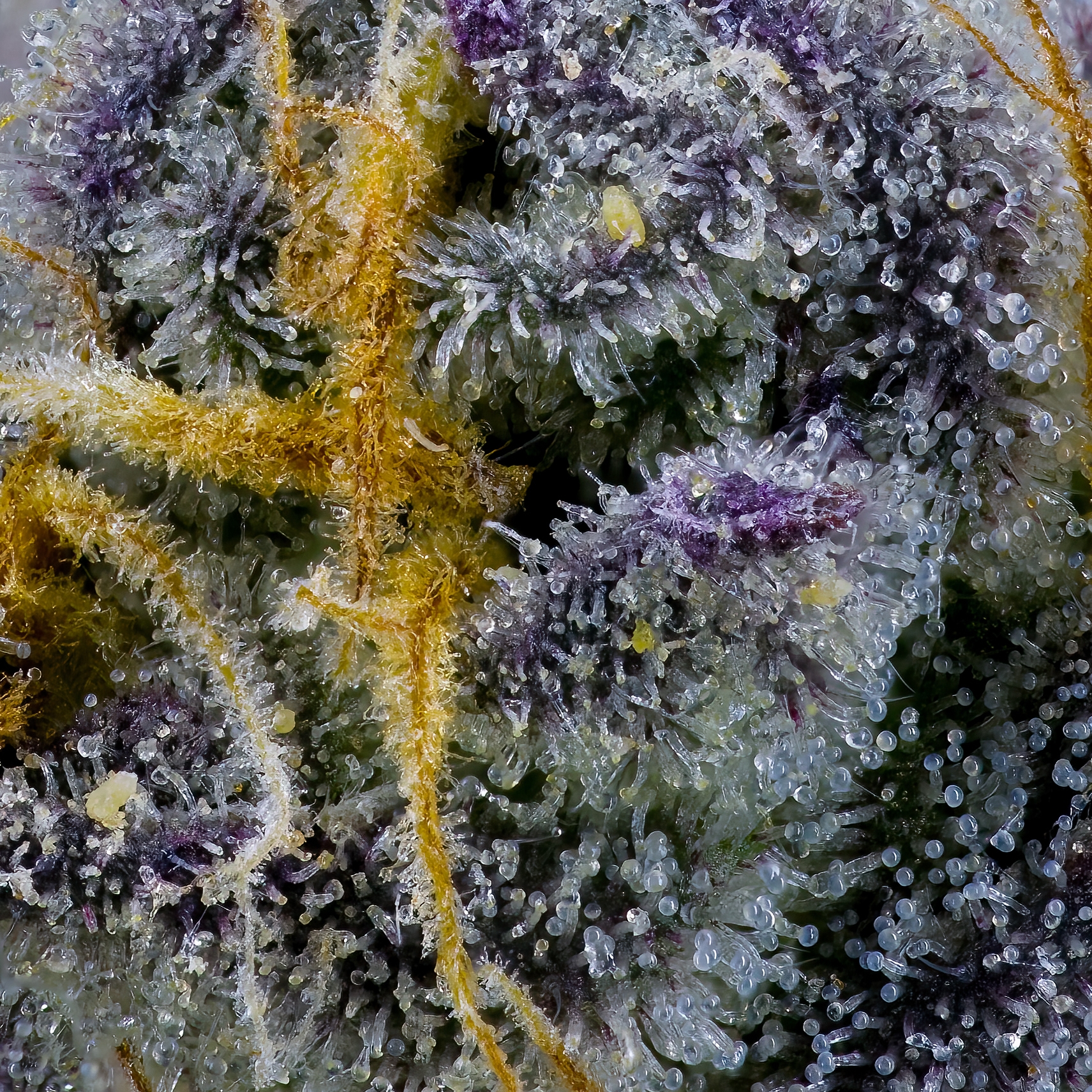 Grape Ambrosia