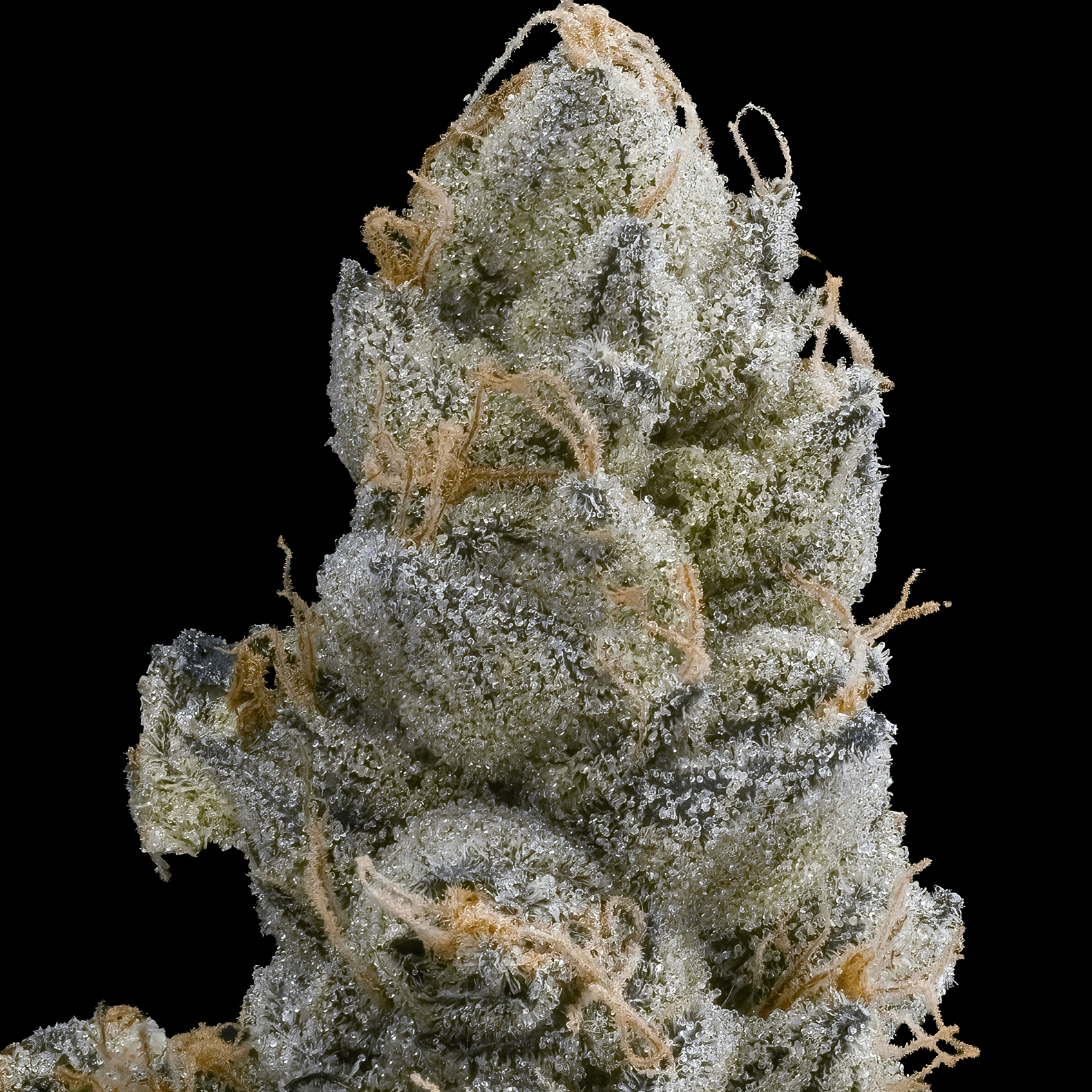 Ambrosia