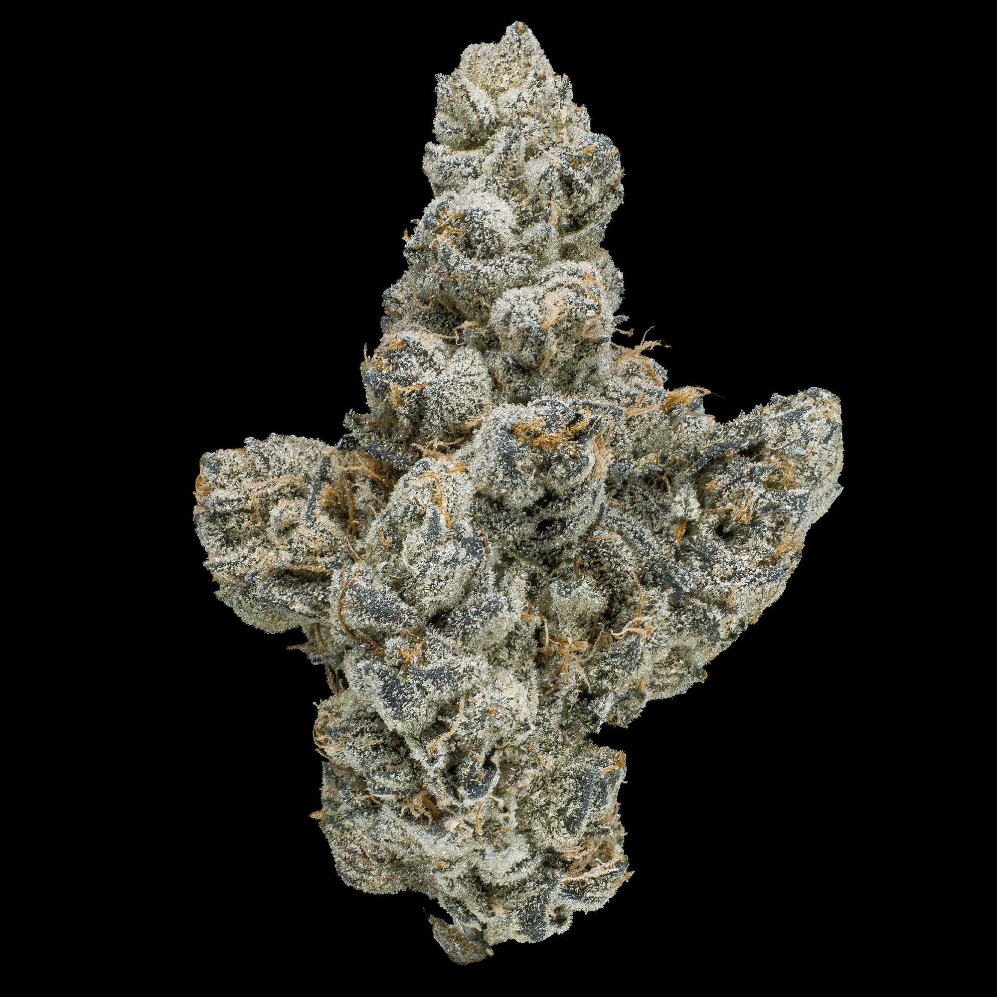 Ambrosia x Black Diamond X