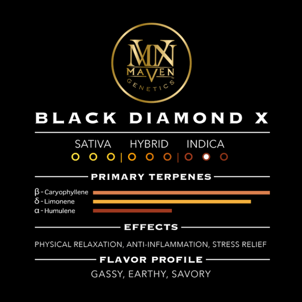 Ambrosia x Black Diamond X