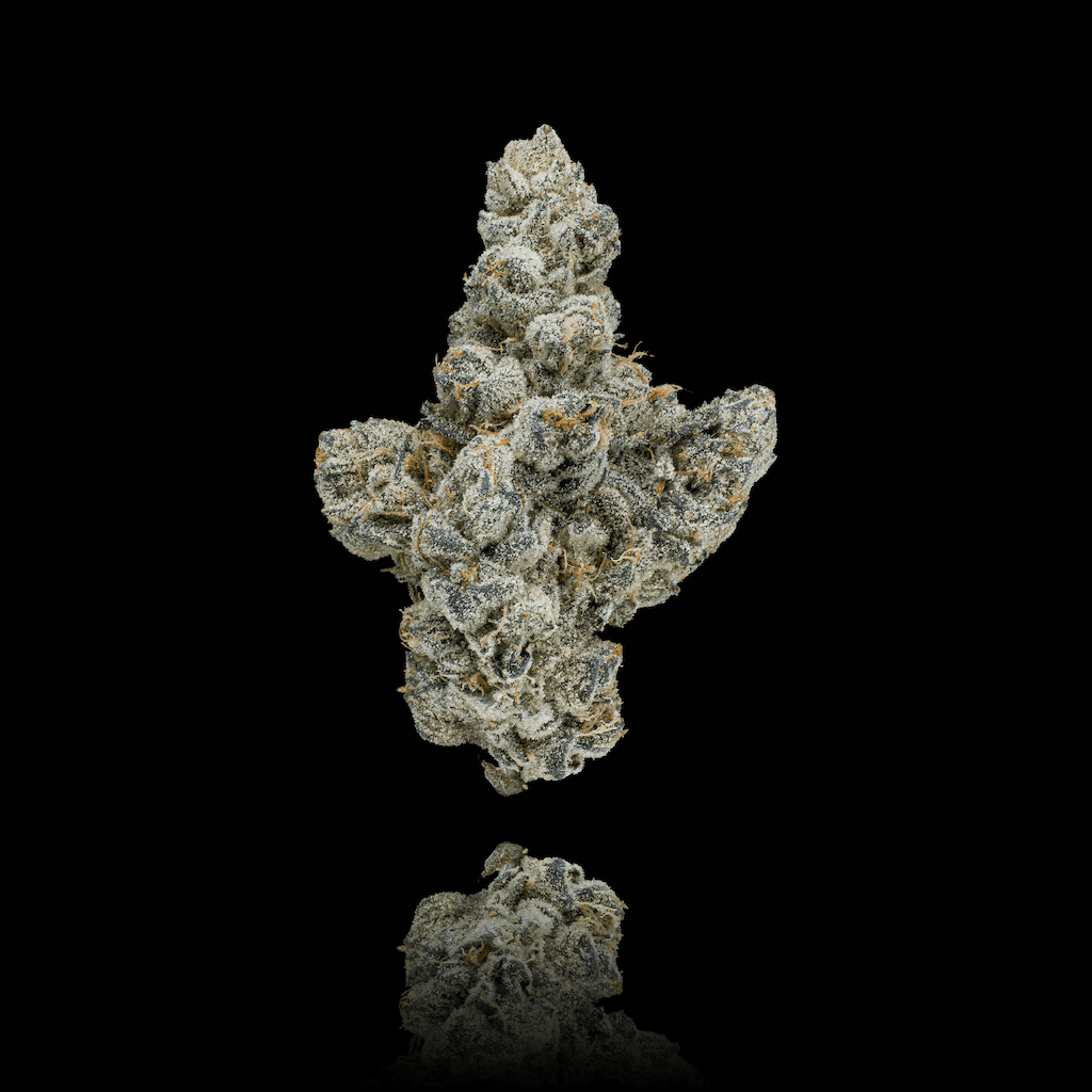 Ambrosia
