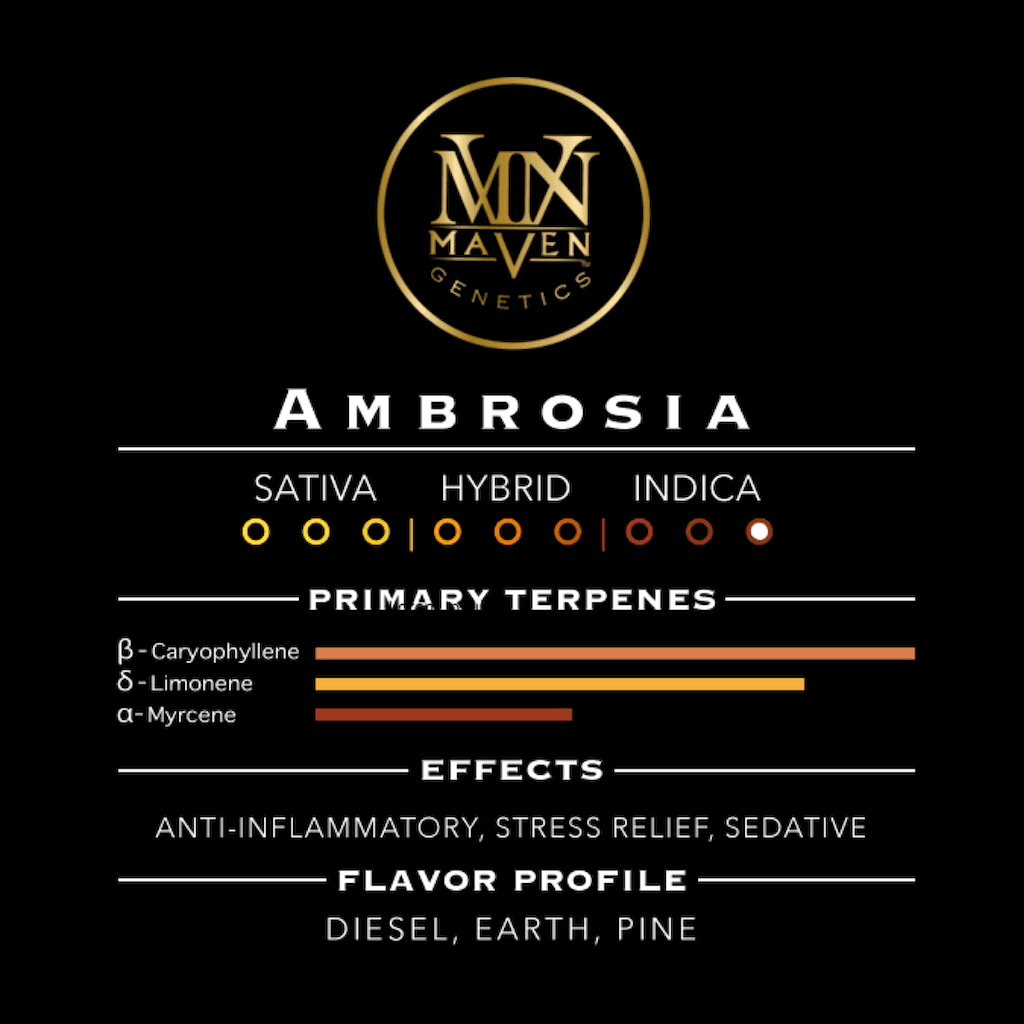 Ambrosia