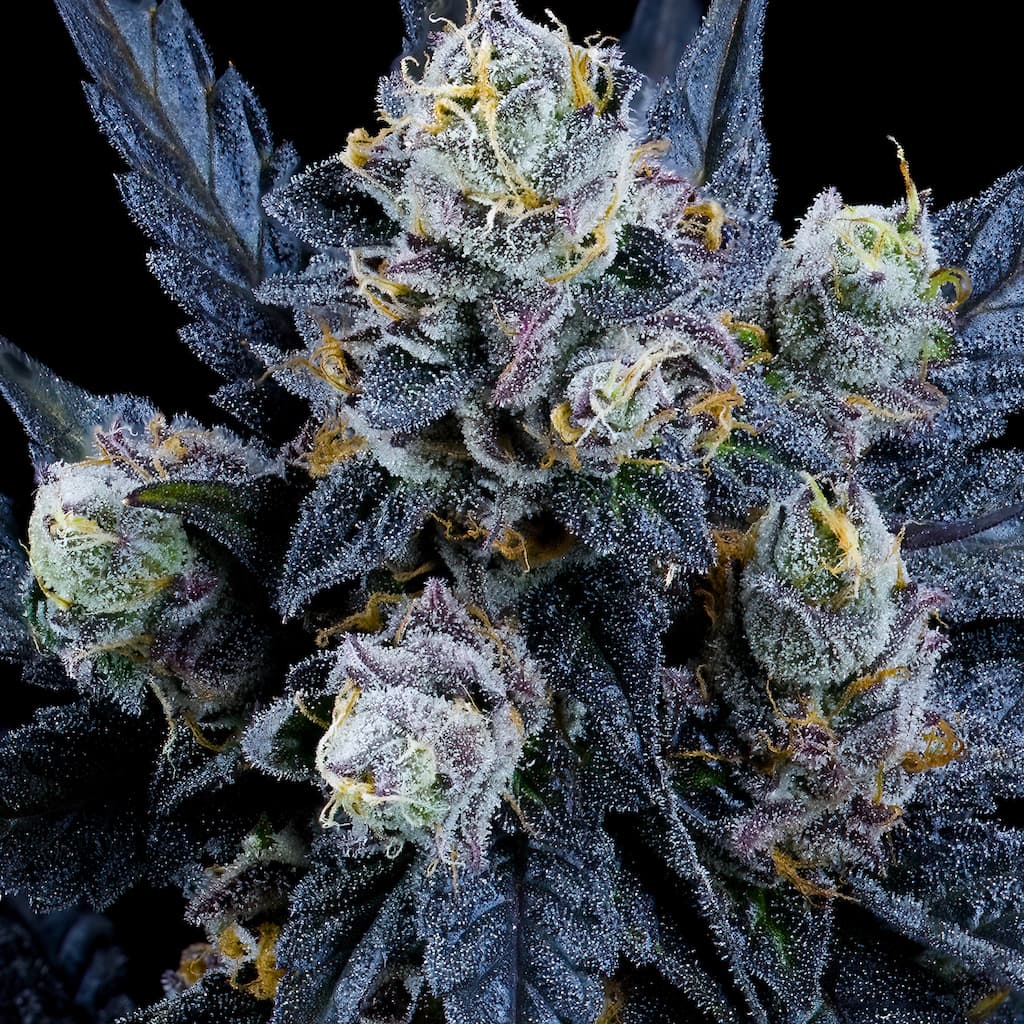 Grape Ambrosia