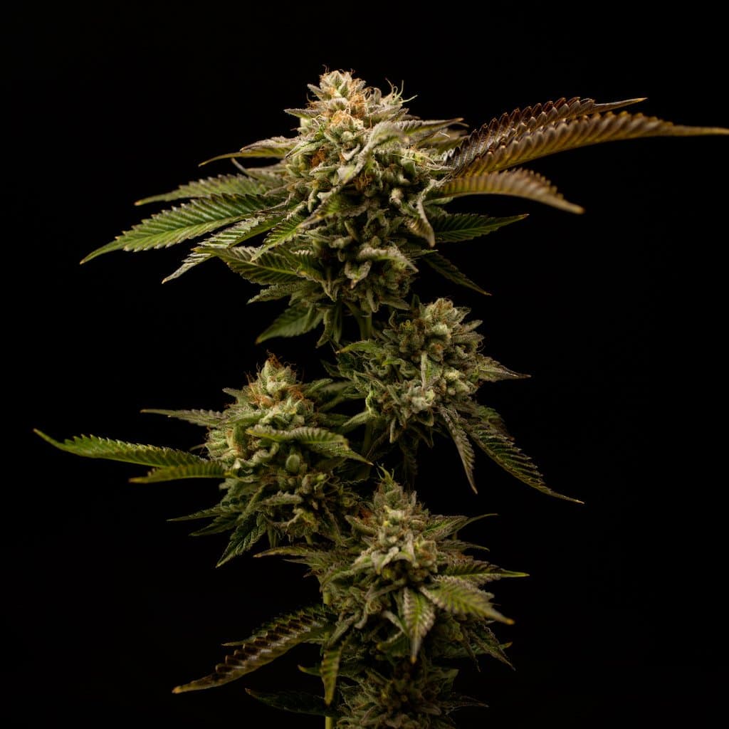 Blueberry Zkittles