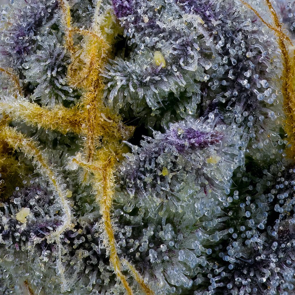 Grape Ambrosia