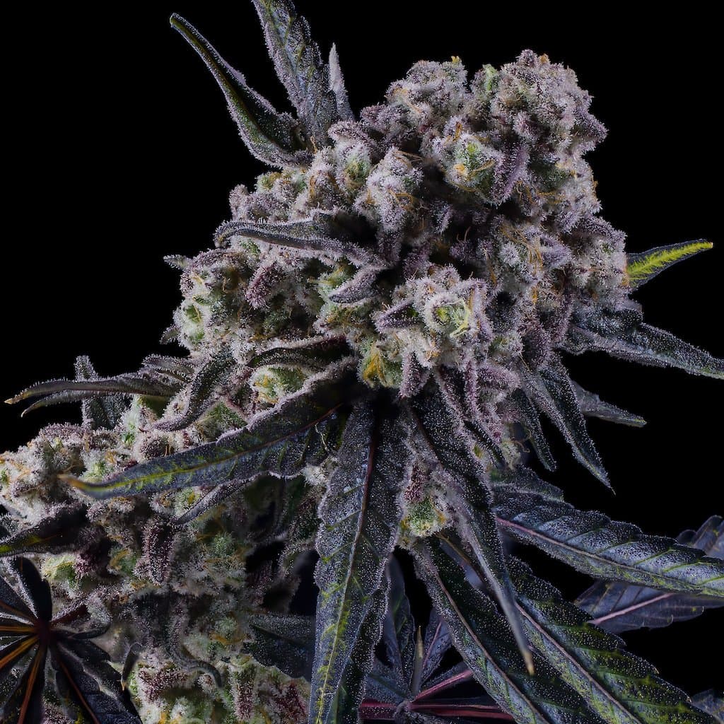 Blueberry Mac