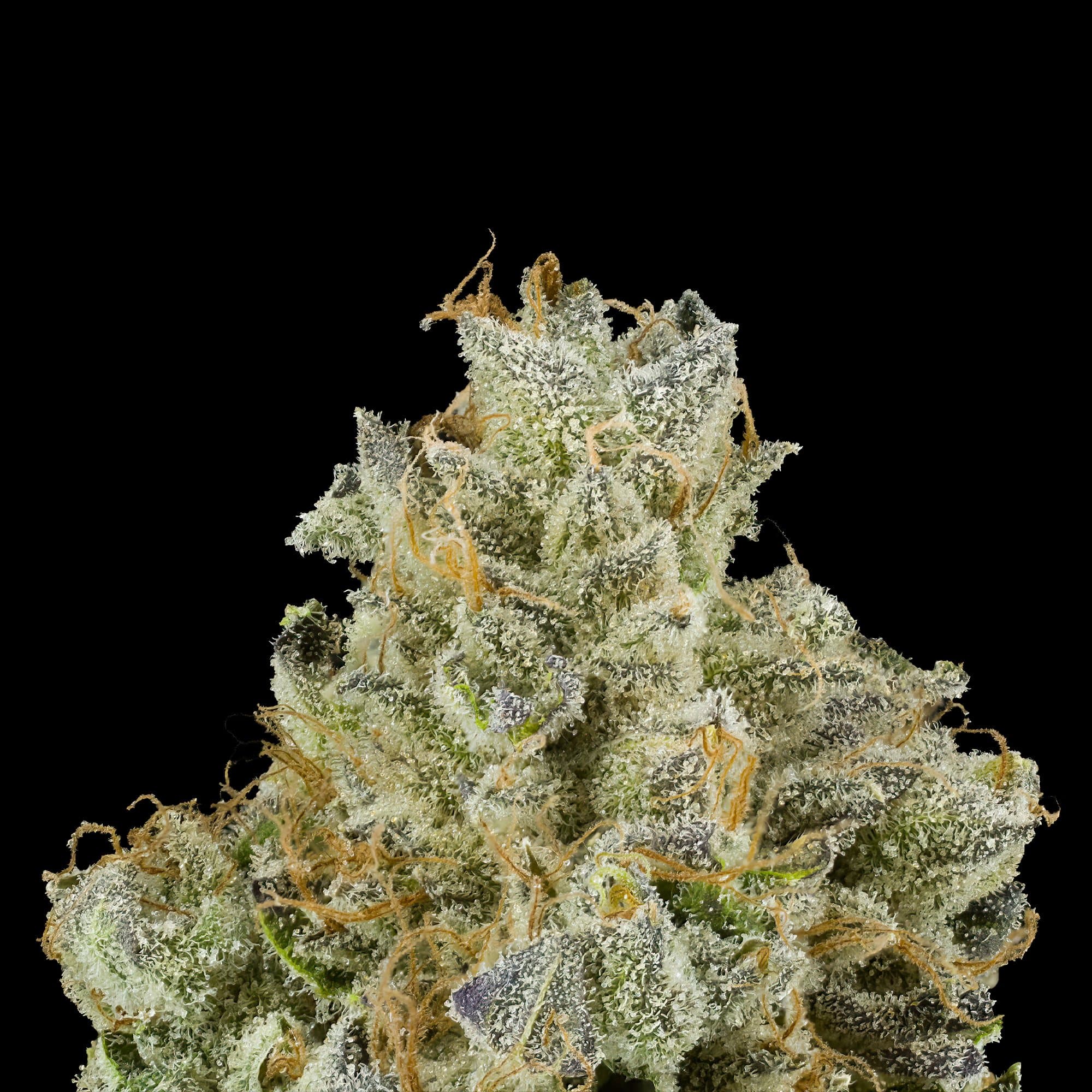 Blueberry Zkittles