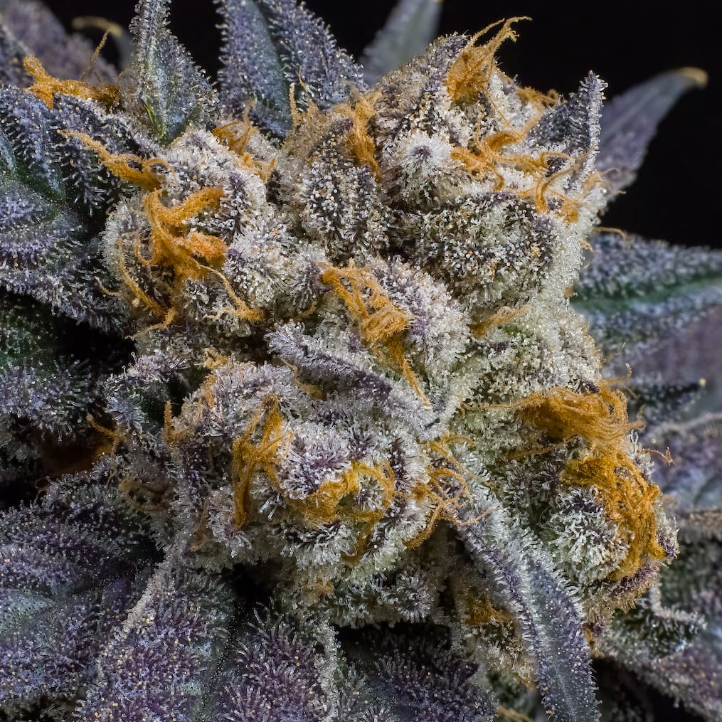 Blue Gas